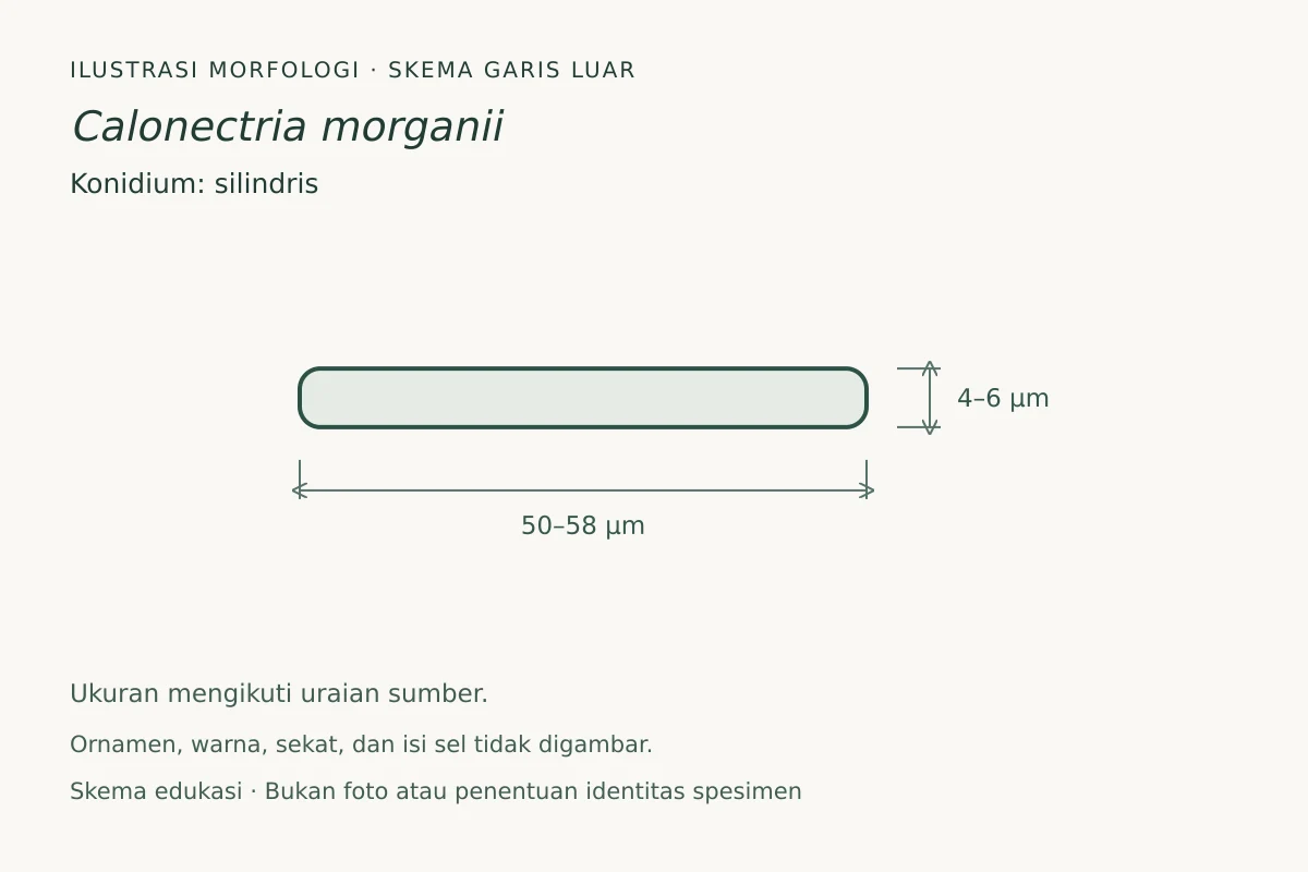 Skema garis luar konidium Calonectria morganii: silindris, ukuran 50–58 × 4–6 µm