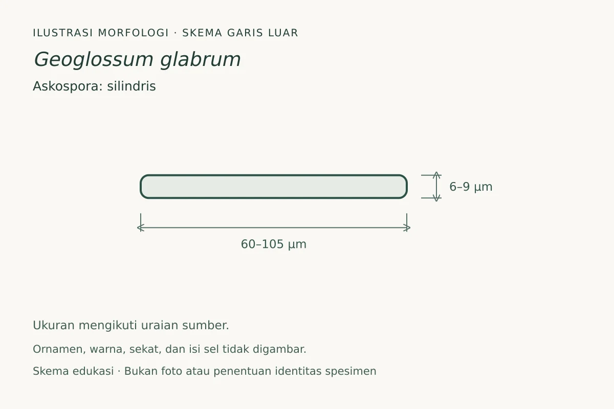 Skema garis luar askospora Geoglossum glabrum: silindris, ukuran 60–105 × 6–9 µm