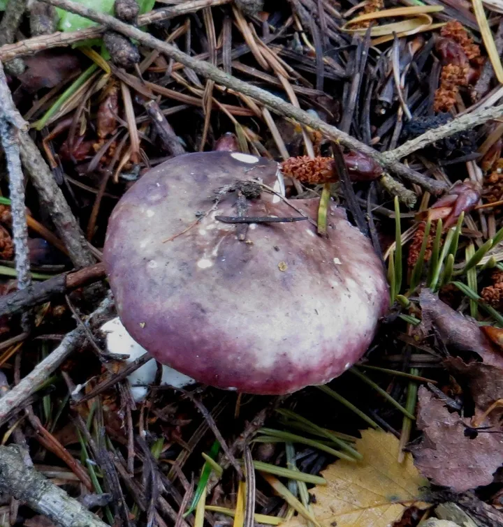 Foto yang diasosiasikan dengan Russula nitida pada iNaturalist