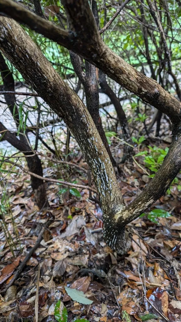 Lapisan tubuh buah putih yang diasosiasikan dengan Tubulicium curvisporum pada batang; tampak menyeluruh