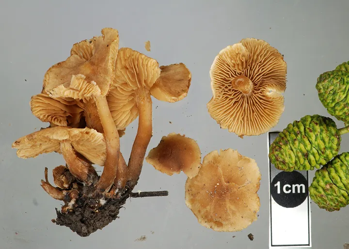 Foto yang diasosiasikan dengan Naucoria escharioides pada iNaturalist