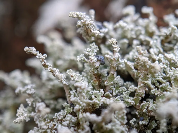 Foto yang diasosiasikan dengan Stereocaulon vesuvianum pada iNaturalist