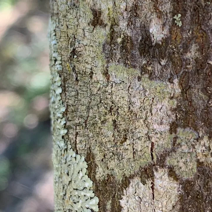 Foto yang diasosiasikan dengan Gyalideopsis buckii pada iNaturalist