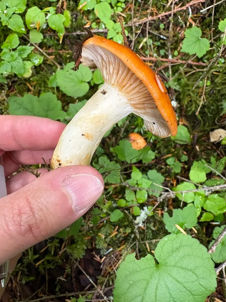 Foto yang diasosiasikan dengan Lactarius zonarioides pada iNaturalist