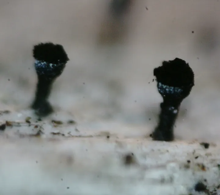 Foto yang diasosiasikan dengan Calicium glaucellum pada iNaturalist