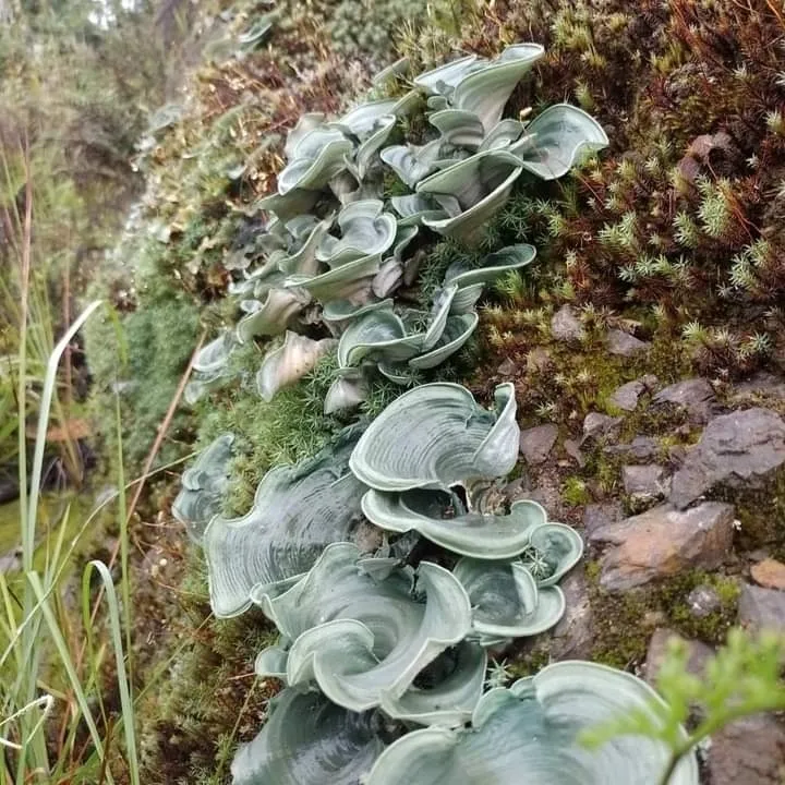 Foto yang diasosiasikan dengan Cora glabrata pada iNaturalist