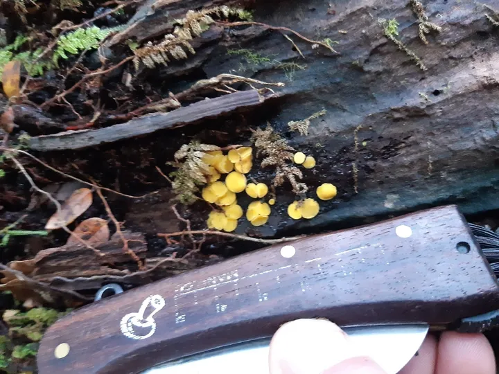 Foto yang diasosiasikan dengan Lachnum nothofagi pada iNaturalist