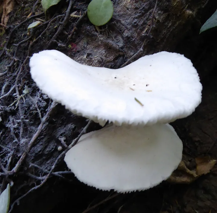 Foto yang diasosiasikan dengan Oudemansiella australis pada iNaturalist