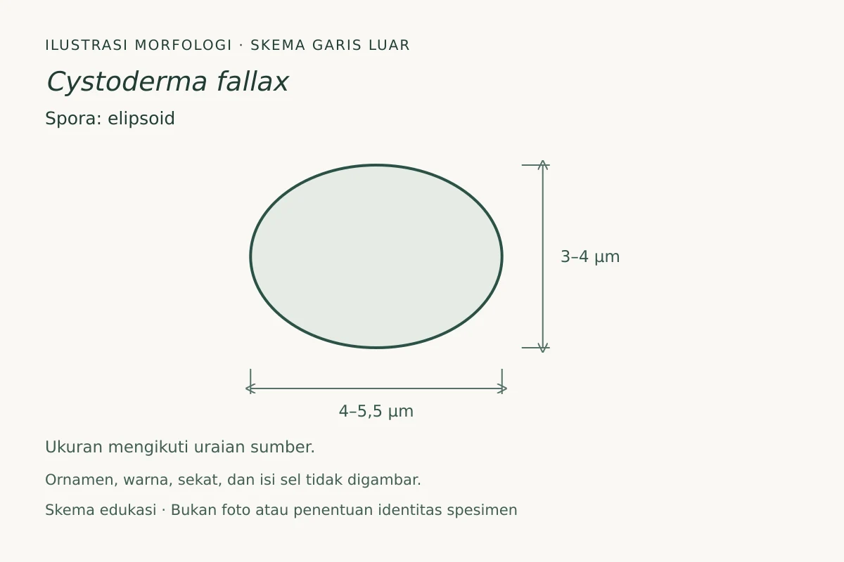 Skema garis luar spora Cystoderma fallax: elipsoid, ukuran 4–5,5 × 3–4 µm