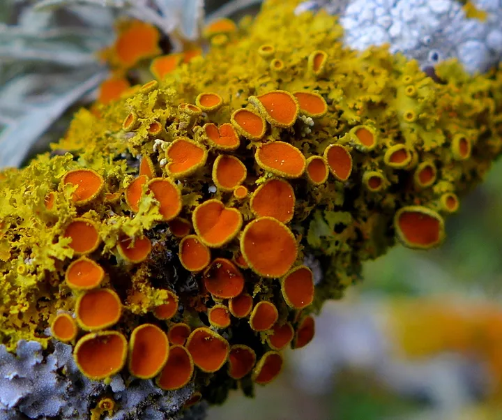 Foto yang diasosiasikan dengan Gallowayella hasseana pada iNaturalist
