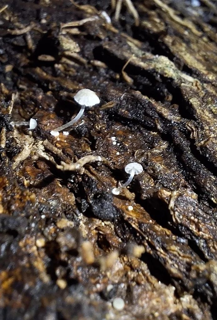 Foto yang diasosiasikan dengan Mycena clavularis pada iNaturalist