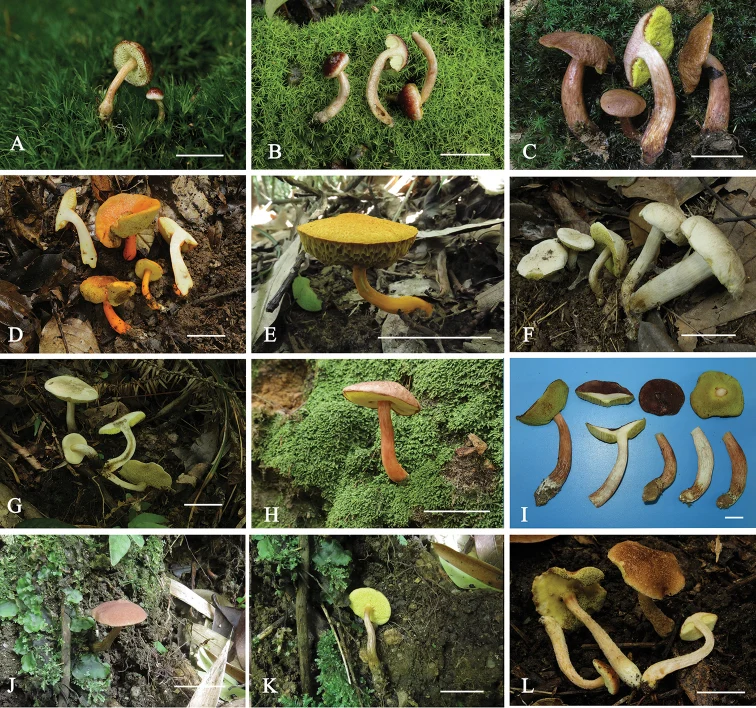 Pelat perbandingan basidioma Aureoboletus; Aureoboletus sinobadius ditampilkan pada panel H–I