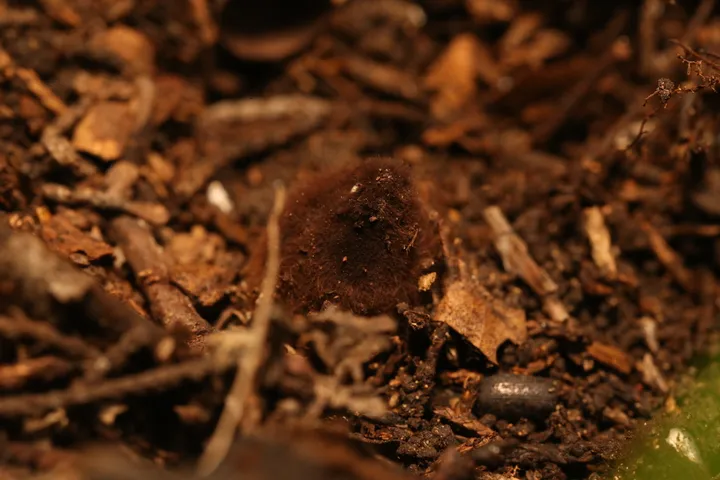 Foto yang diasosiasikan dengan Chorioactis geaster pada iNaturalist