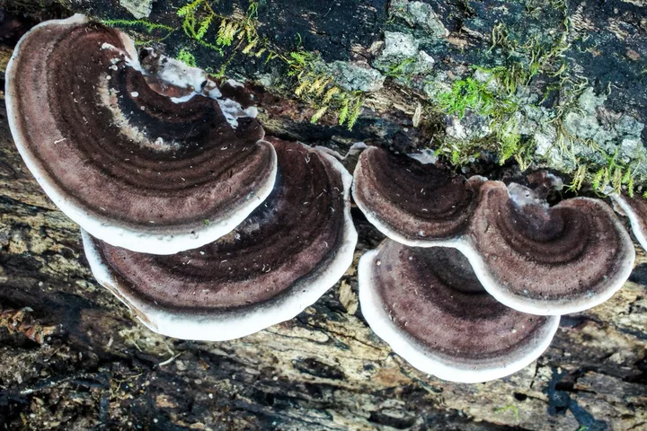 Foto yang diasosiasikan dengan Nigroporus vinosus pada iNaturalist