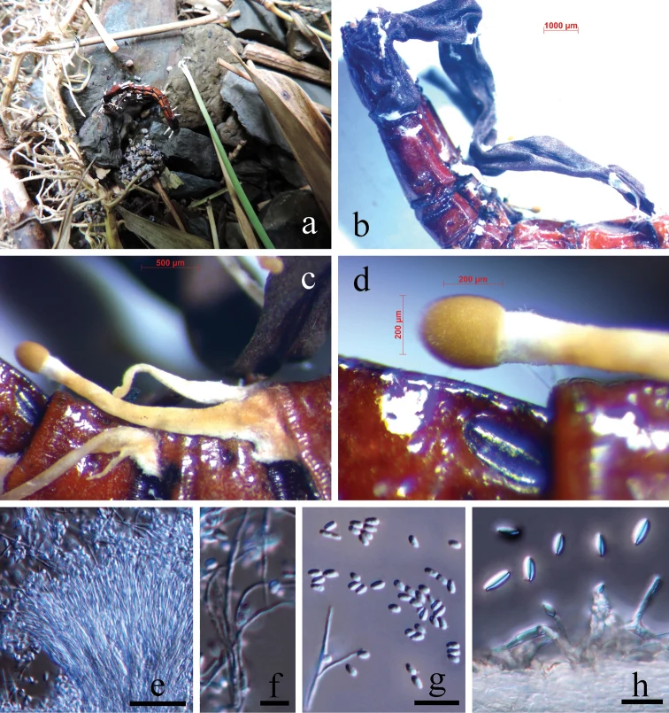 Pelat ilmiah Polycephalomyces formosus menurut sumber