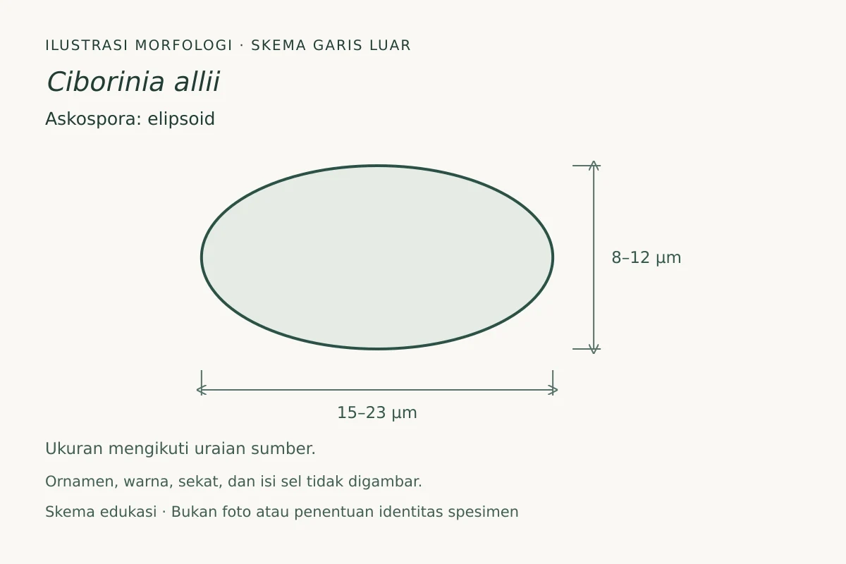 Skema garis luar askospora Ciborinia allii: elipsoid, ukuran 15–23 × 8–12 µm