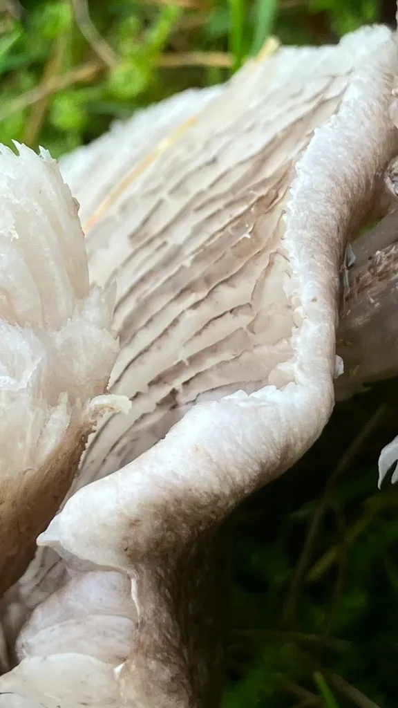 Foto yang diasosiasikan dengan Tricholoma sciodes pada iNaturalist