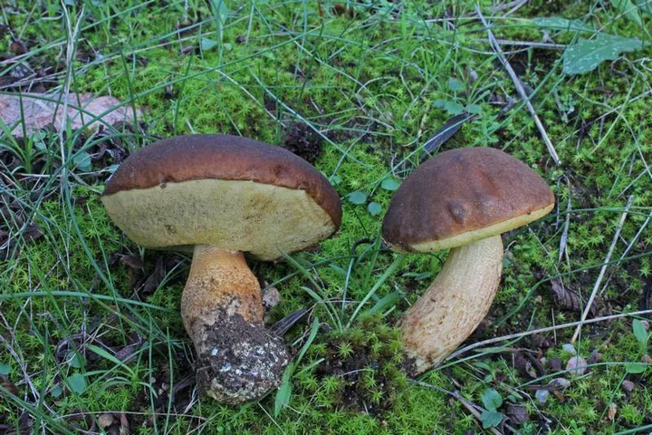 Foto yang diasosiasikan dengan Leccinellum corsicum pada iNaturalist