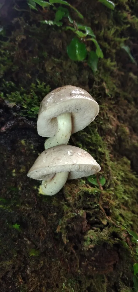 Foto yang diasosiasikan dengan Harrya atriceps pada iNaturalist
