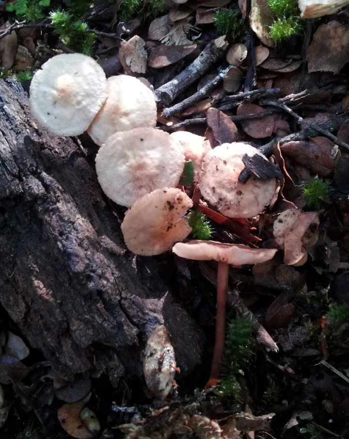 Foto yang diasosiasikan dengan Gymnopus cockaynei pada iNaturalist