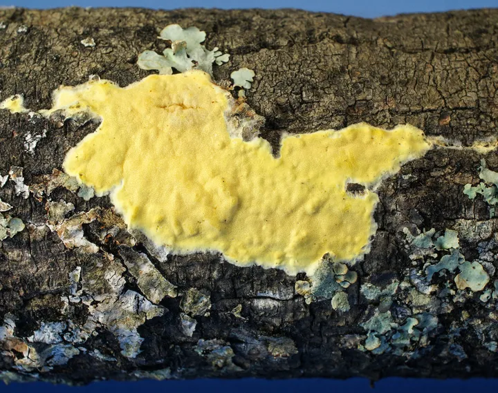 Foto yang diasosiasikan dengan Trichoderma sulphureum pada iNaturalist