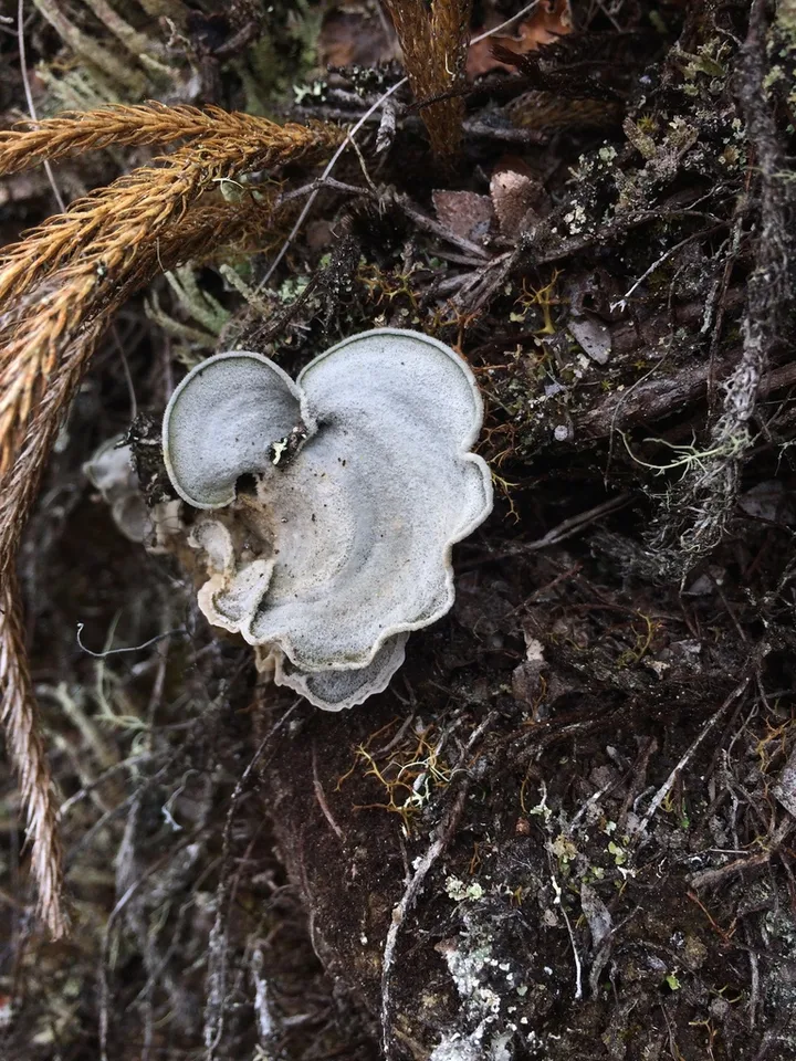 Foto yang diasosiasikan dengan Cora glabrata pada iNaturalist