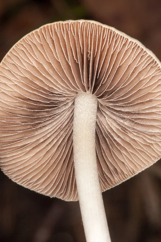 Foto yang diasosiasikan dengan Britzelmayria multipedata pada iNaturalist