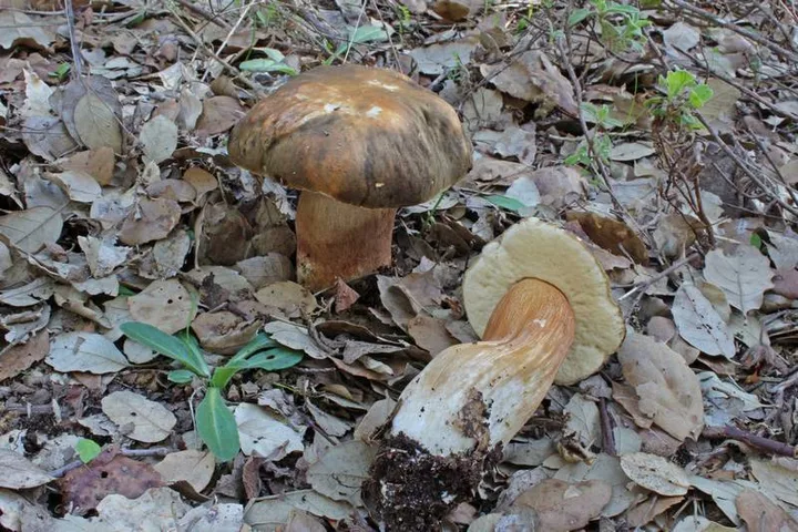 Foto yang diasosiasikan dengan Boletus aereus pada iNaturalist