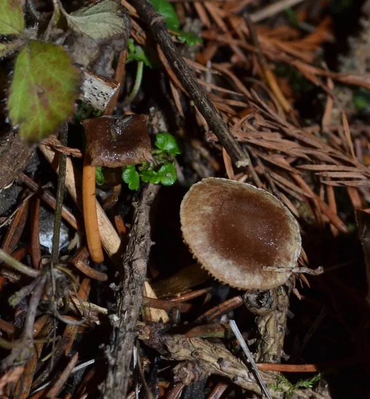 Foto yang diasosiasikan dengan Hebeloma excedens pada iNaturalist
