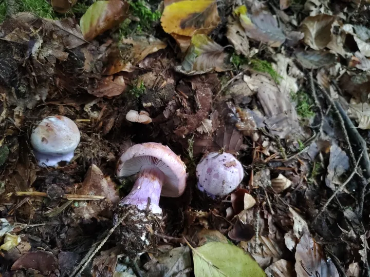 Foto yang diasosiasikan dengan Calonarius dibaphus pada iNaturalist