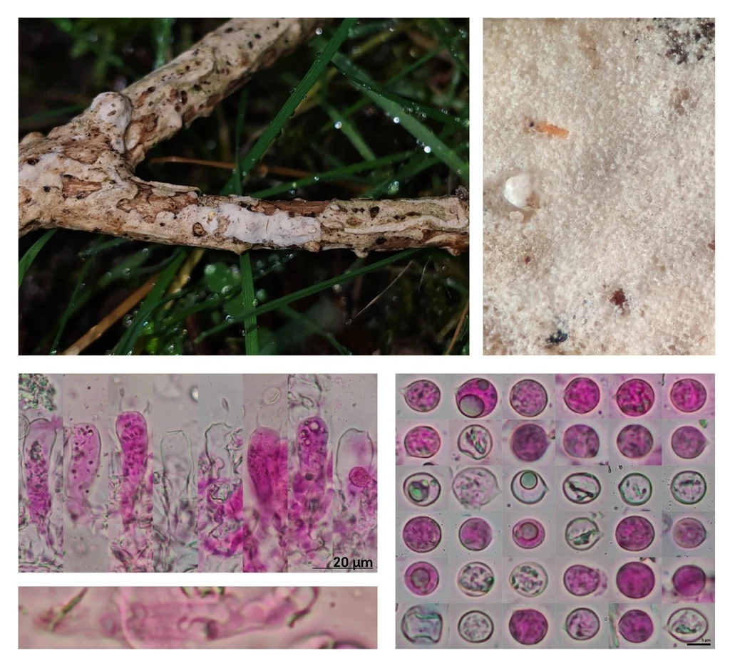 Pelat foto makro material jamur dan mikrograf Radulomyces rickii menurut sumber iNaturalist