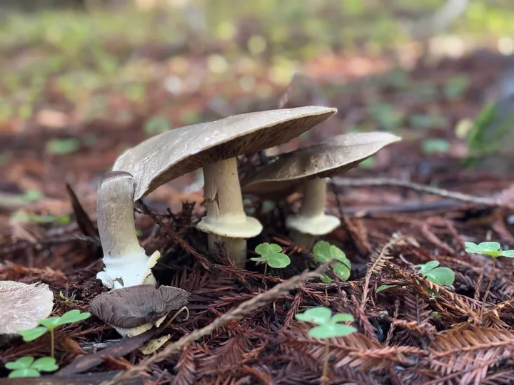Foto yang diasosiasikan dengan Agaricus hondensis pada iNaturalist