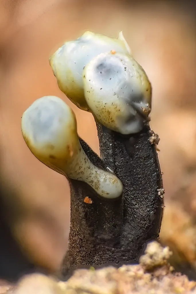 Foto yang diasosiasikan dengan Holwaya mucida pada iNaturalist