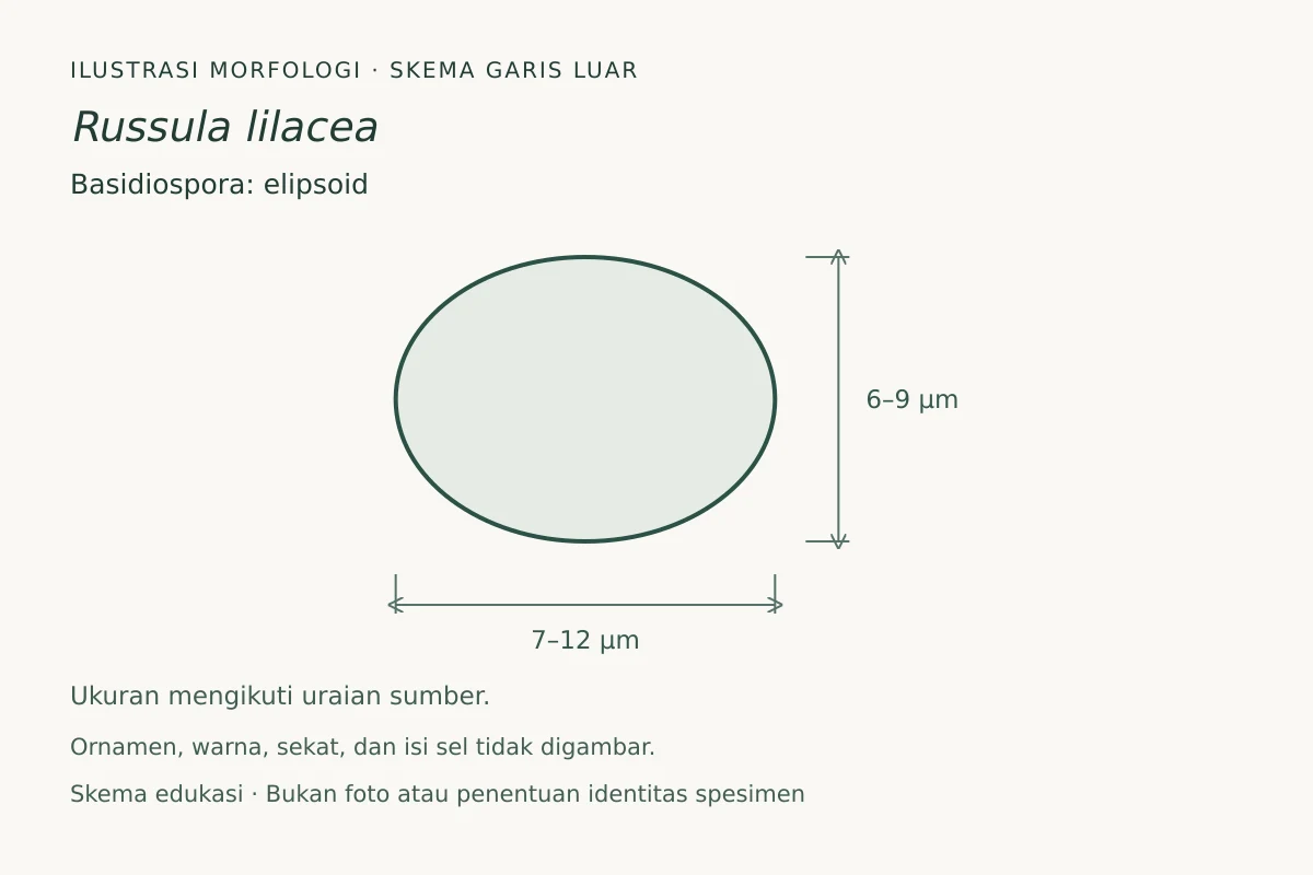 Skema garis luar basidiospora Russula lilacea: elipsoid, ukuran 7–12 × 6–9 µm