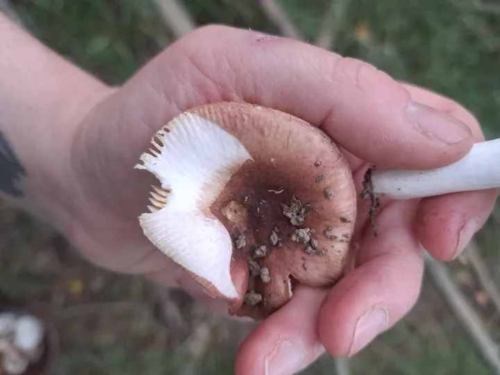 Foto yang diasosiasikan dengan Russula cuprea pada iNaturalist