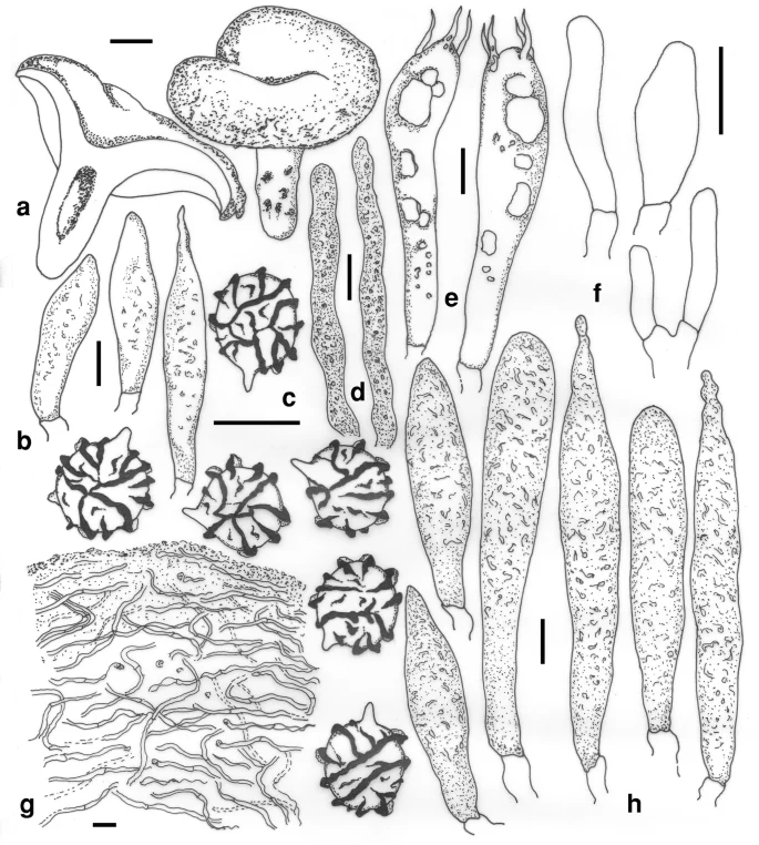Pelat ilmiah Lactarius olivaceopallidus menurut sumber
