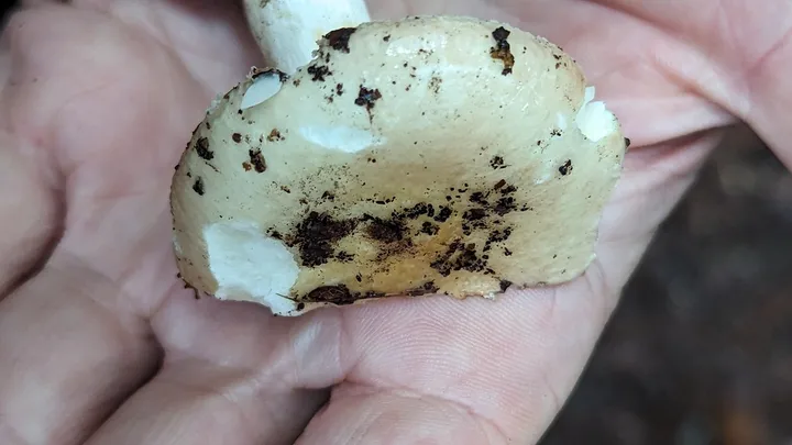 Foto yang diasosiasikan dengan Russula decipiens pada iNaturalist