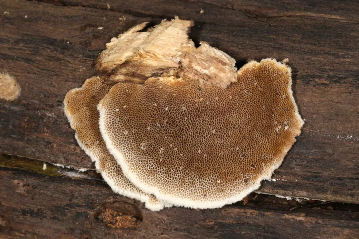 Foto yang diasosiasikan dengan Trametes trogii pada iNaturalist