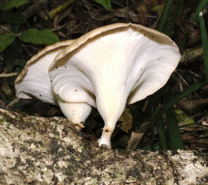 Foto yang diasosiasikan dengan Lentinus sajor-caju pada iNaturalist