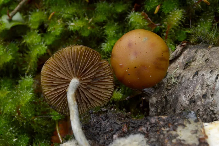 Foto yang diasosiasikan dengan Psilocybe makarorae pada iNaturalist
