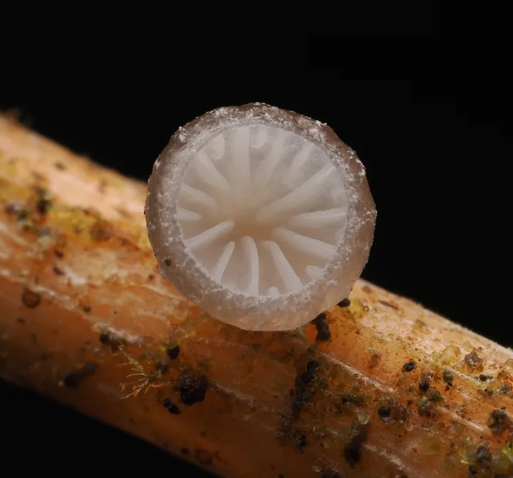 Foto yang diasosiasikan dengan Hohenbuehelia cyphelliformis pada iNaturalist