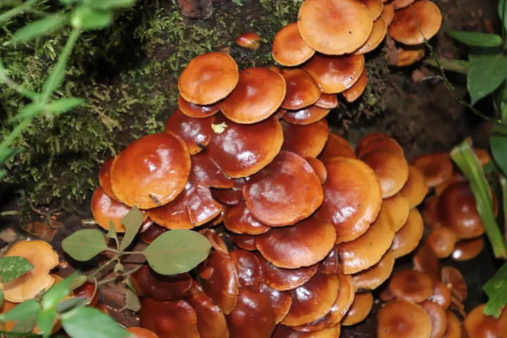 Foto yang diasosiasikan dengan Gymnopilus penetrans pada iNaturalist