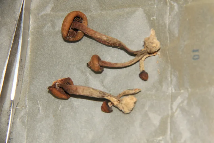 Foto yang diasosiasikan dengan Psilocybe subcaerulipes pada iNaturalist