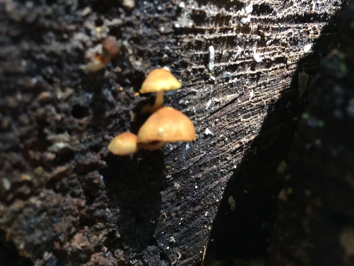 Foto yang diasosiasikan dengan Pleuroflammula tuberculosa pada iNaturalist