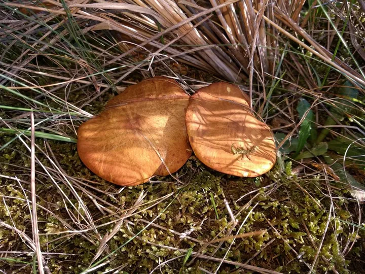 Foto yang diasosiasikan dengan Suillus collinitus pada iNaturalist