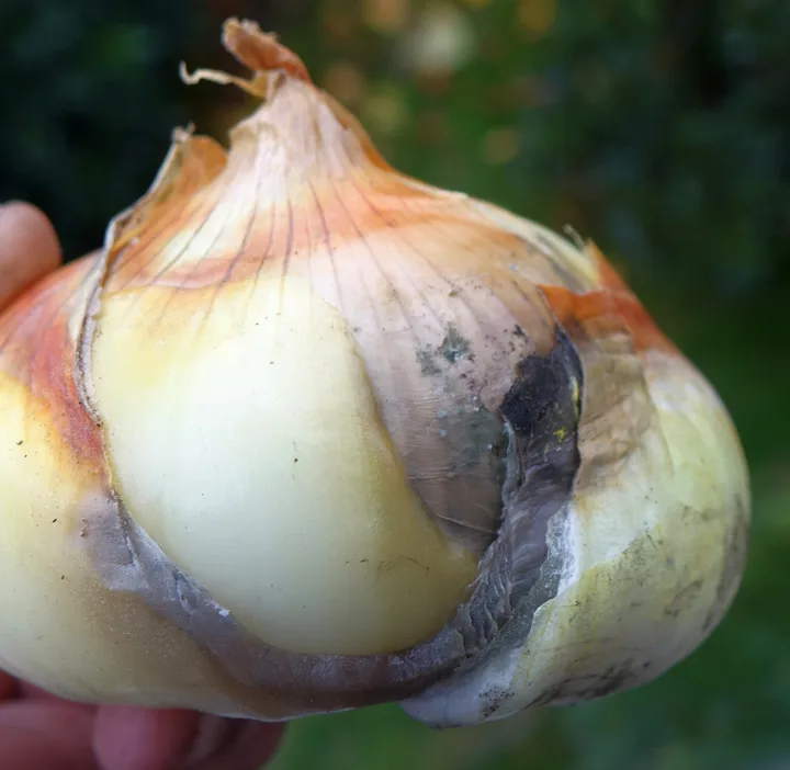 Kapang abu-abu pada jaringan umbi bawang, didokumentasikan sebagai Botrytis allii