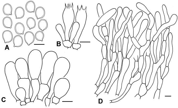 Ilustrasi struktur mikroskopis Chlorophyllum palaeotropicum pada panel A–D