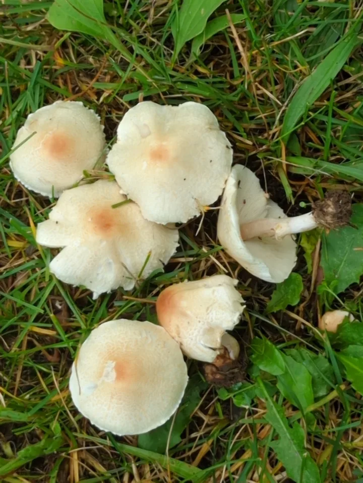 Foto yang diasosiasikan dengan Lepiota cristata pada iNaturalist