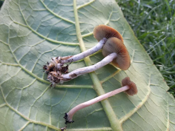 Foto yang diasosiasikan dengan Psilocybe tasmaniana pada iNaturalist