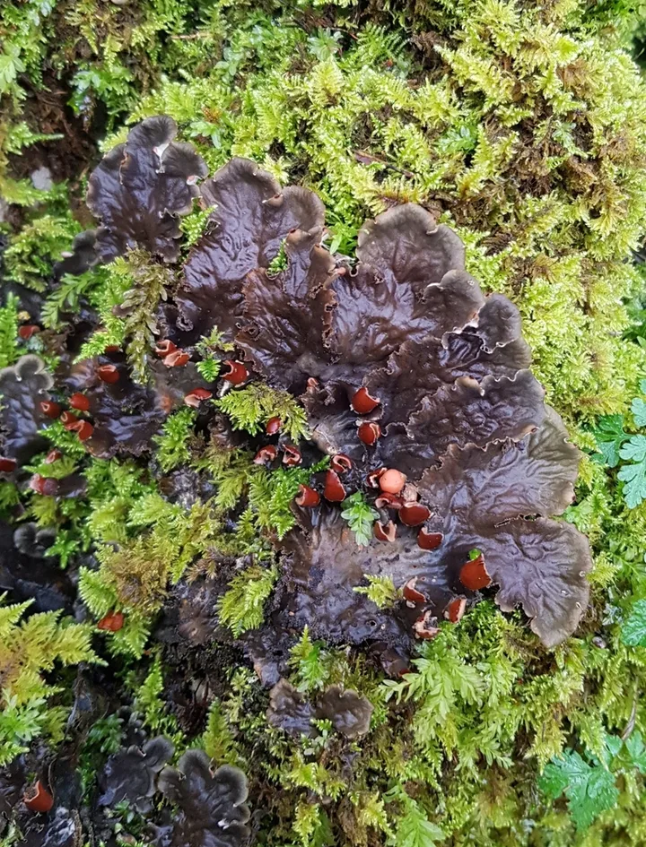Foto yang diasosiasikan dengan Peltigera praetextata pada iNaturalist